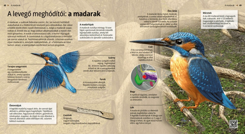A levegő meghódítói: a madarak
