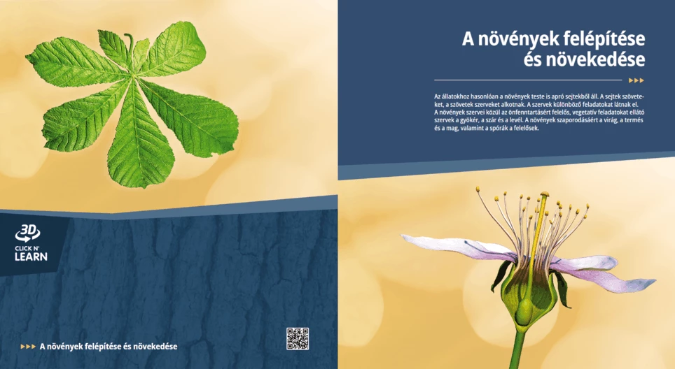 A növények felépítése és növekedése