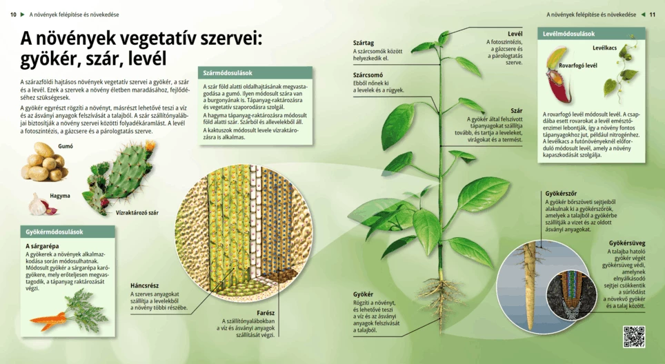 A növények vegetatív szervei: gyökér, szár, levél