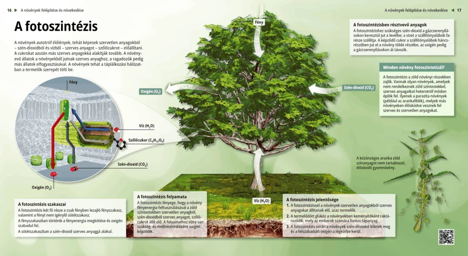 A fotoszintézis