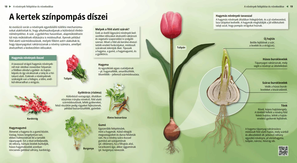 A kertek színpompás díszei