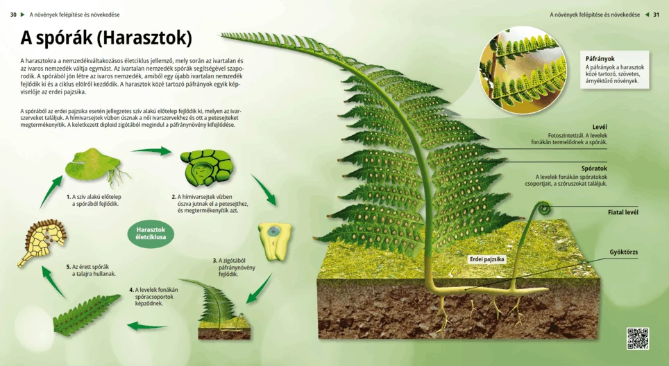 A spórák (Harasztok)
