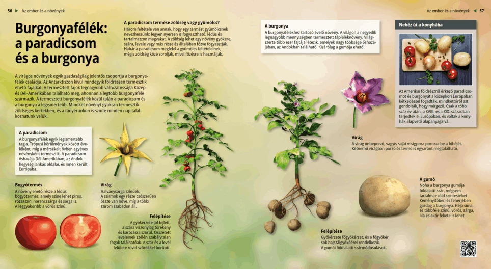 Burgonyafélék: a paradicsom és a burgonya