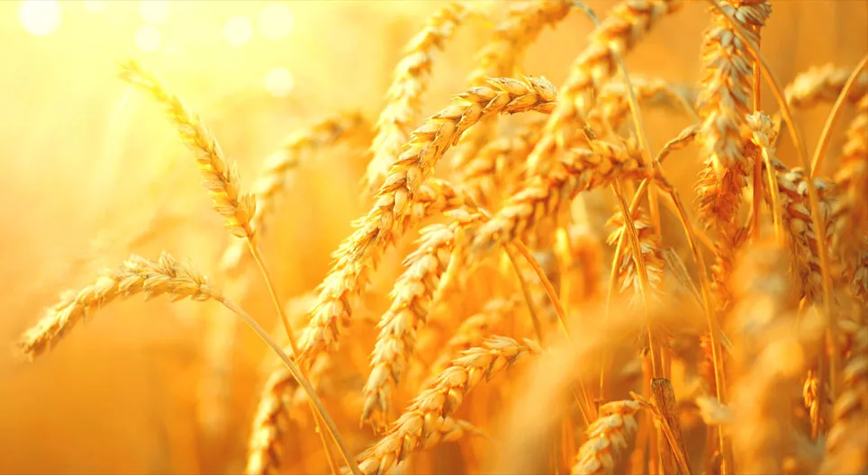 Hagyományos öntözési módszerek