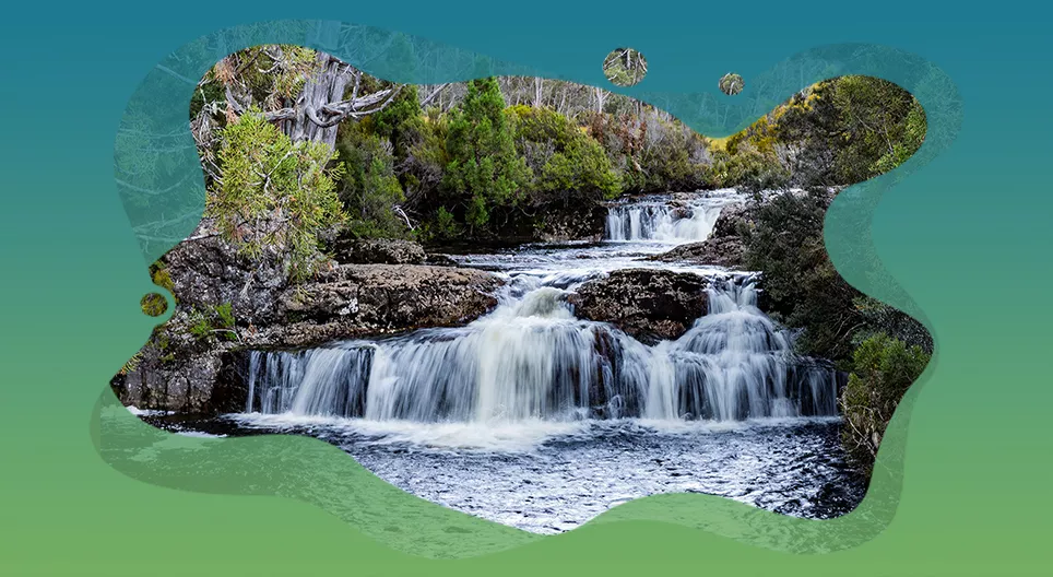 A sokszínű vízivilág