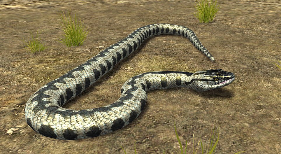 Keresztes vipera