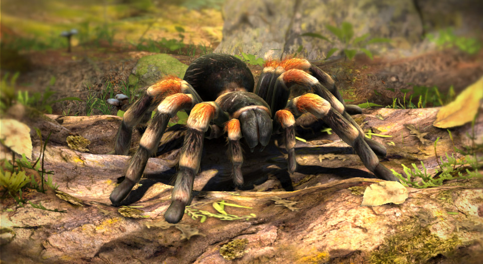 Mexikói vöröstérdű tarantula