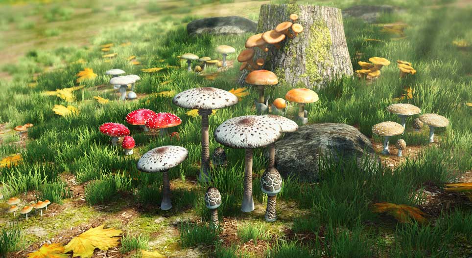 Ehető és mérgező gombák összehasonlítása