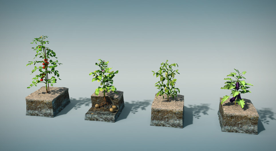 Ehető burgonyafélék