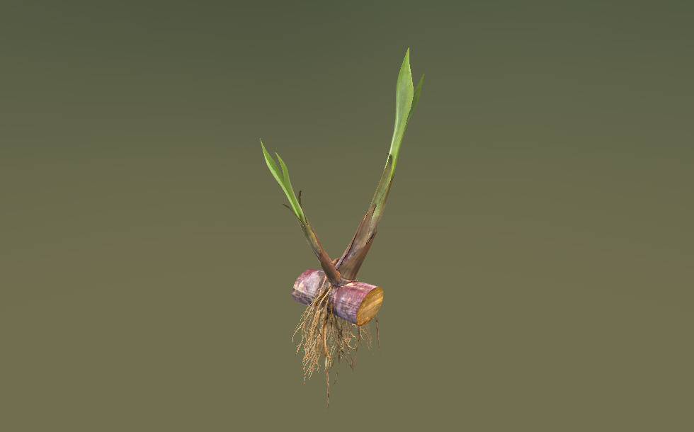 Germinating stem cutting