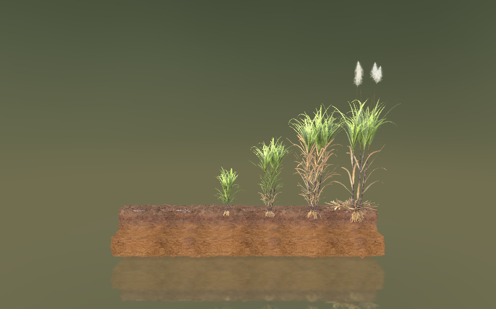 Vegetative propagation