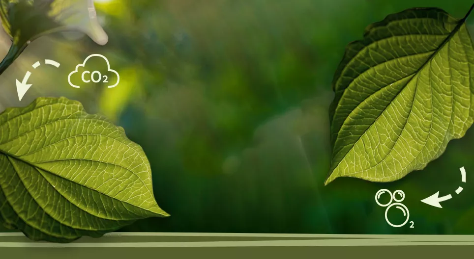 What is photosynthesis?