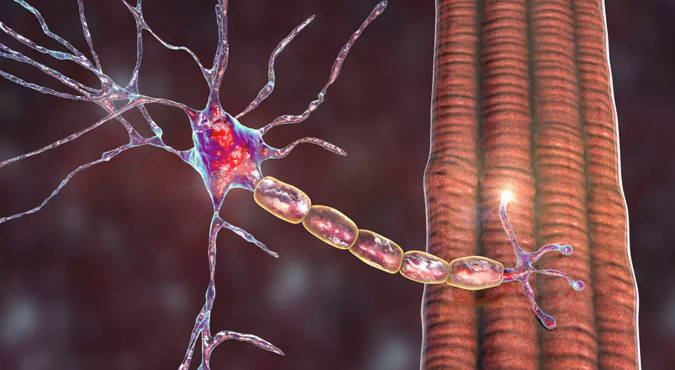 Biomechanical properties of peripheral nerves