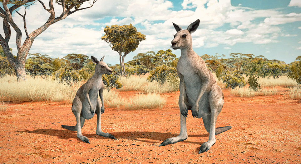 Eastern grey kangaroo