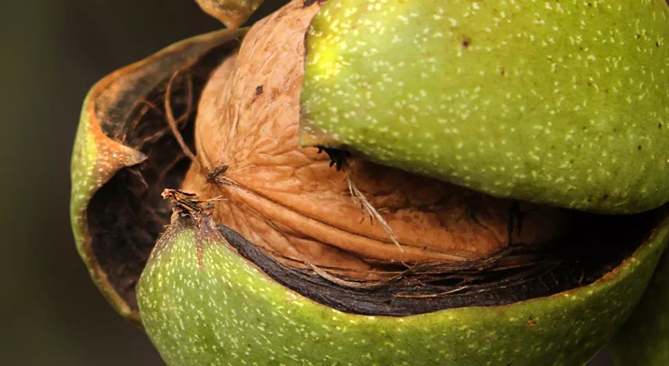 Ач зээдээ зориулж хушганы мод тариарай!