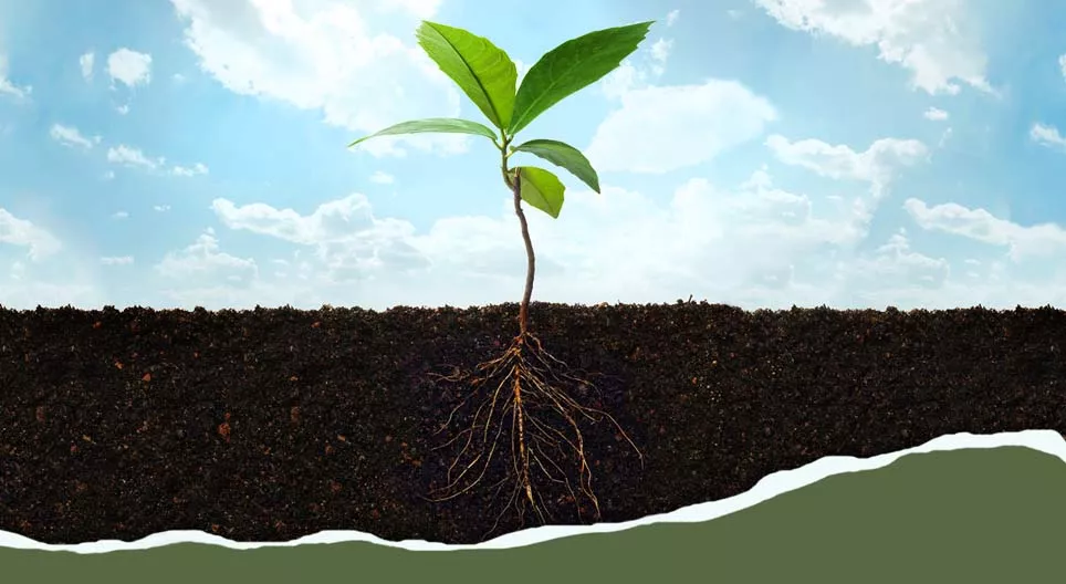 Үндэснээс навч хүртэл