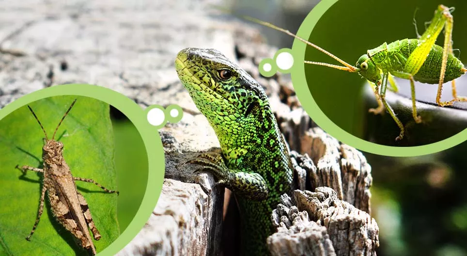 Шавж болон шавж идэштэн