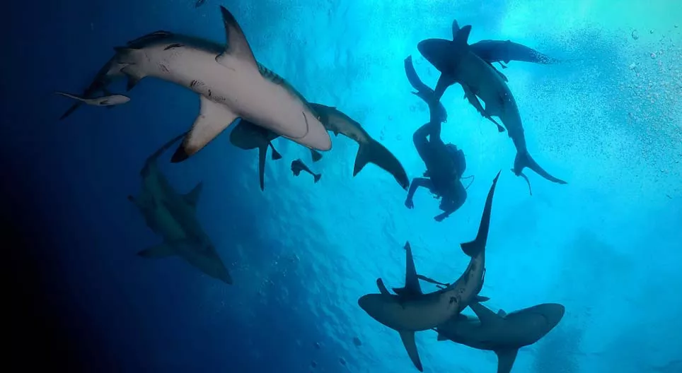 Шумбацгаая!