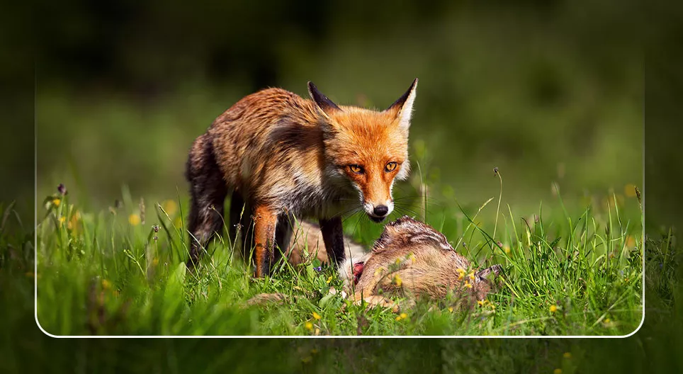 Идэш тэжээлийн хэлхээ