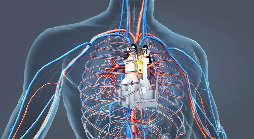 The engine of the human body