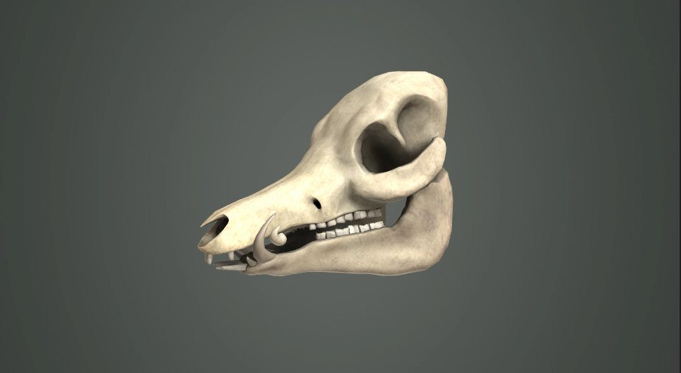 Хөхтөн амьтдын шүдний төрлүүд