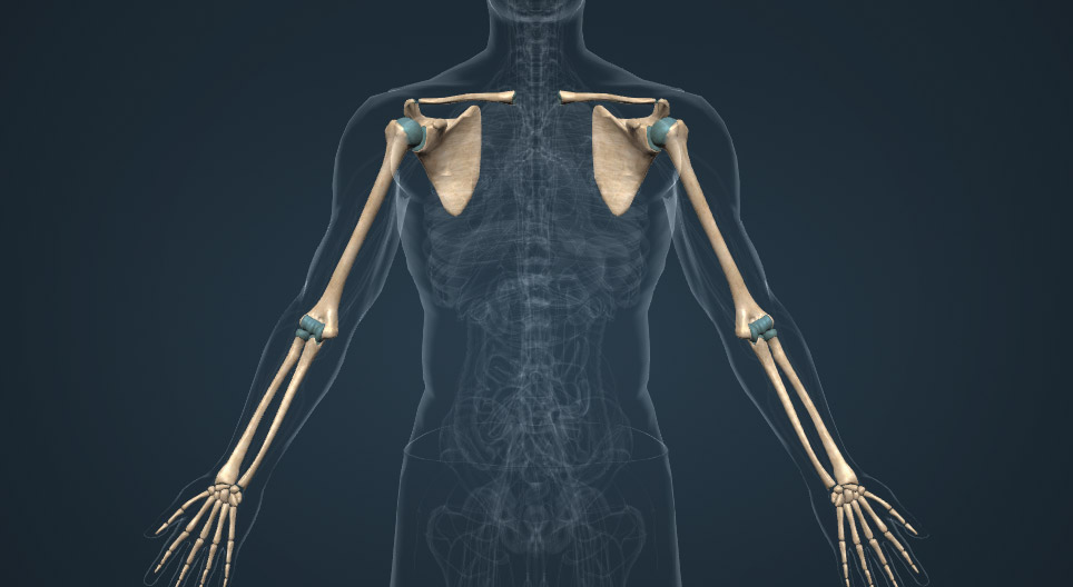 Дээд мөчдийн яснууд