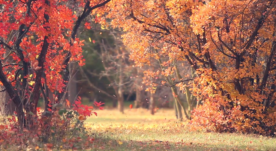Сургалтын видео
