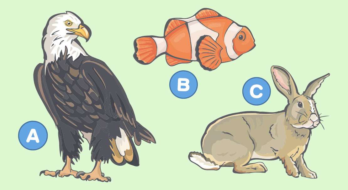 Wildlife quiz