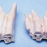 Molars of a herbivore