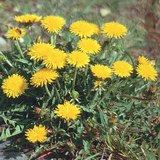 Pongyola pitypang (vagy gyermekláncfű)