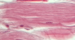 Ínszövet (hosszmetszet)