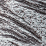 Rostos porcszövet (sertés embrió orrából)