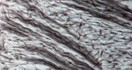 Rostos porcszövet (sertés embrió orrából)