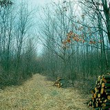 Thining in a young forest