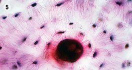 Kötő- és támasztószövet