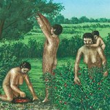 Archaic humans, gathering