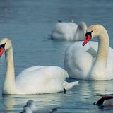 Mute swans