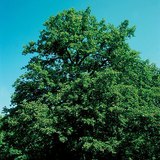 Oak tree