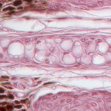 cartilaginous tissue