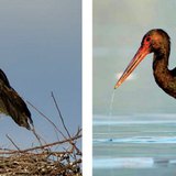 Bijela roda u gnijezdu · Crna roda lovi ribu