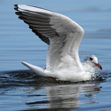 Black-headed gull