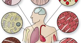 Szövetek sejttípusai