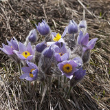 Greater pasque flower