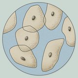 The microscopic image of epithelial cells from the surface of the tongue