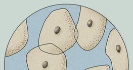 A nyelvről leváló hámsejtek mikroszkópos képe