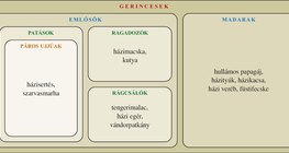 A gerincesek csoportosítása