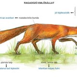 A róka ragadozó életmódhoz alkalmazkodott szervei, testrészei
