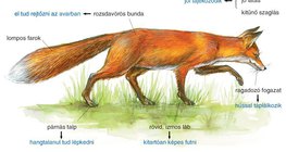 A róka ragadozó életmódhoz alkalmazkodott szervei, testrészei