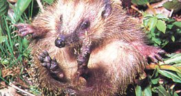 Labdává gömbölyödő sün – 1