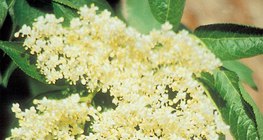 Fekete bodza virága